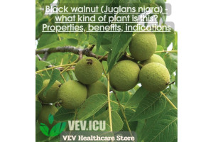 Black walnut (Juglans nigra) - what kind of plant is this? Properties, benefits, indications