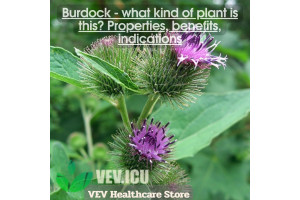 Burdock (Arctium lappa) - what kind of plant is this? Properties, benefits, indications