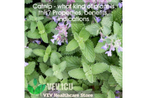 Catnip (Nepeta cataria) - what kind of plant is this? Properties, benefits, indications