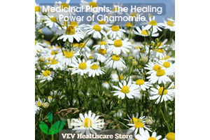 Medicinal Plants: The Healing Power of Chamomile