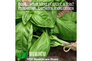 Basil (Ocimum basilicum) - what kind of plant is this? Properties, benefits, indications