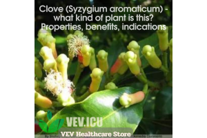 Clove (Syzygium aromaticum) - what kind of plant is this? Properties, benefits, indications