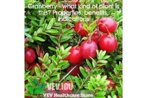Cranberry (Vaccinium macrocarpon) - what kind of plant is this? Properties, benefits, indications