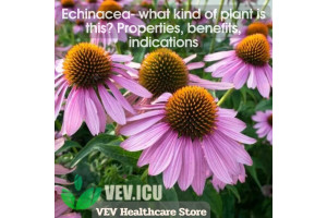 Echinacea (Echinacea purpurea) - what kind of plant is this? Properties, benefits, indications