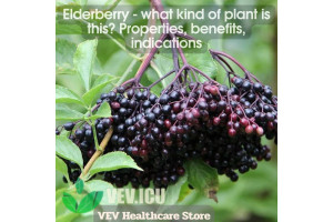 Elderberry (Sambucus nigra) - what kind of plant is this? Properties, benefits, indications
