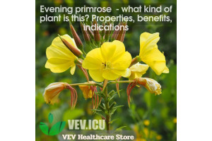 Evening primrose (Oenothera biennis) - what kind of plant is this? Properties, benefits, indications