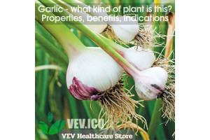Garlic (Allium sativum) - what kind of plant is this? Properties, benefits, indications