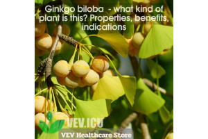 Ginkgo biloba (Ginkgo biloba) - what kind of plant is this? Properties, benefits, indications