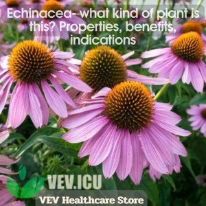 Echinacea (Echinacea purpurea) - what kind of plant is this? Properties, benefits, indications>
