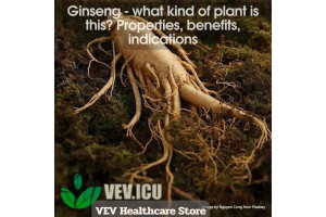Ginseng - what kind of plant is this? Properties, benefits, indications