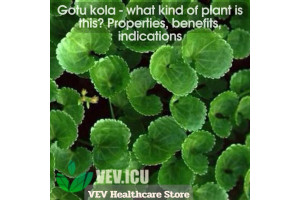 Gotu kola (Centella asiatica) - what kind of plant is this? Properties, benefits, indications