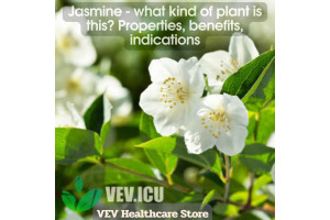 Jasmine - what kind of plant is this? Properties, benefits, indications