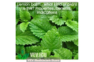 Lemon balm (Melissa officinalis) - what kind of plant is this? Properties, benefits, indications