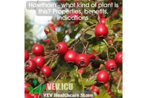 Hawthorn - what kind of plant is this? Properties, benefits, indications