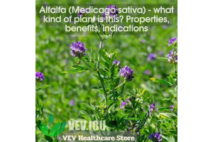 Alfalfa (Medicago sativa) - what kind of plant is this? Properties, benefits, indications