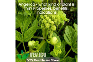 Angelica (Angelica archangelica) - what kind of plant is this? Properties, benefits, indications