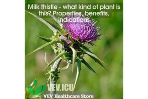 Milk thistle (Silybum marianum) - what kind of plant is this? Properties, benefits, indications