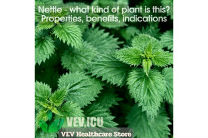 Nettle (Urtica dioica) - what kind of plant is this? Properties, benefits, indications