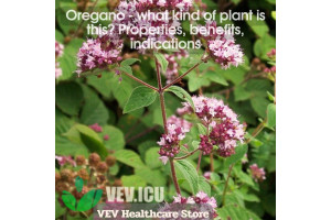Oregano (Origanum vulgare) - what kind of plant is this? Properties, benefits, indications