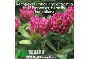 Red clover (Trifolium pratense) - what kind of plant is this? Properties, benefits, indications
