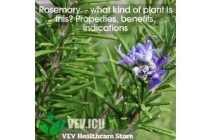 Rosemary (Rosmarinus officinalis) - what kind of plant is this? Properties, benefits, indications
