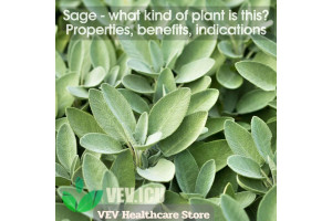 Sage (Salvia officinalis)- what kind of plant is this? Properties, benefits, indications