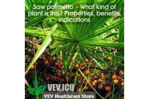 Saw palmetto (Serenoa repens) - what kind of plant is this? Properties, benefits, indications