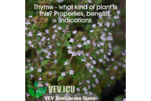 Thyme (Thymus vulgaris) - what kind of plant is this? Properties, benefits, indications