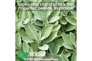 Sage (Salvia officinalis)- what kind of plant is this? Properties, benefits, indications