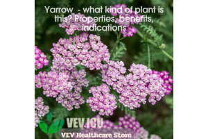 Yarrow (Achillea millefolium) - what kind of plant is this? Properties, benefits, indications