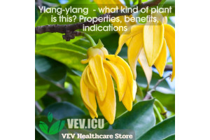 Ylang-ylang (Cananga odorata) - what kind of plant is this? Properties, benefits, indications