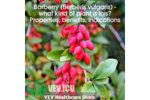 Barberry (Berberis vulgaris) - what kind of plant is this? Properties, benefits, indications