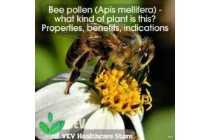 Bee pollen (Apis mellifera) - what kind of plant is this? Properties, benefits, indications