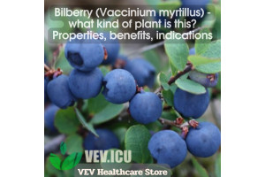 Bilberry (Vaccinium myrtillus) - what kind of plant is this? Properties, benefits, indications