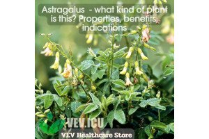 Astragalus (Astragalus membranaceus) - what kind of plant is this? Properties, benefits, indications