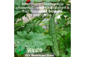 Bitter melon (Momordica charantia) - what kind of plant is this? Properties, benefits, indications